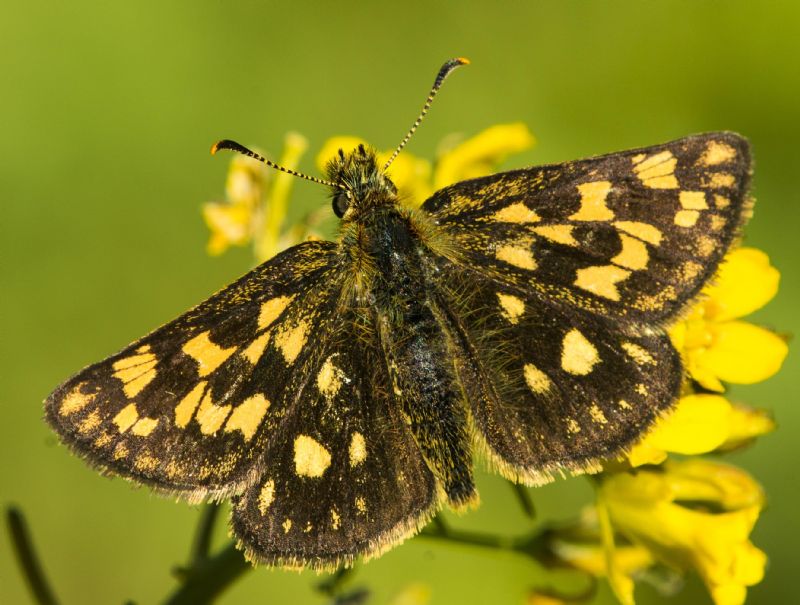 Identificazione farfalla: Carterocephalus palaemon - Hesperiidae